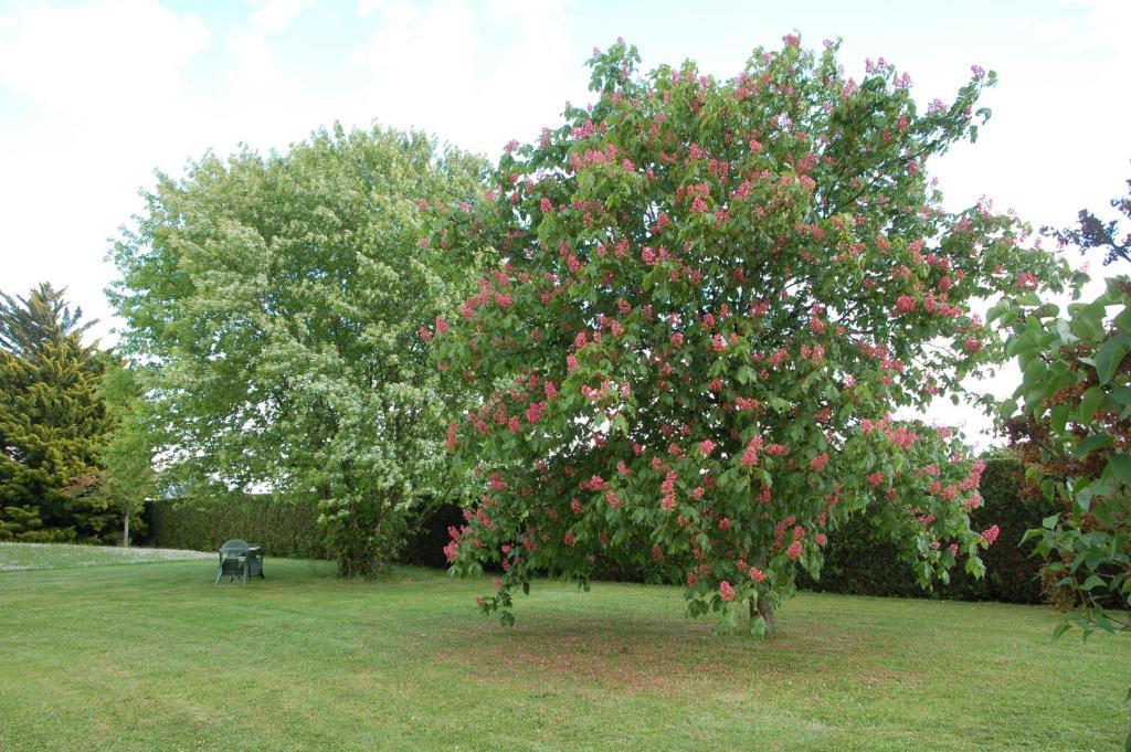 Chambres D'Hotes Les Coquelicots Francueil Kültér fotó
